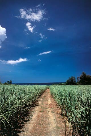 sugarcane field photo by OCVB