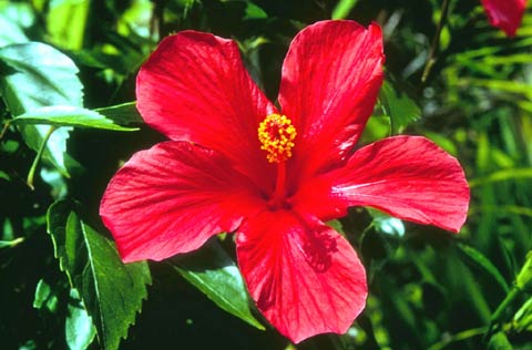 hibiscus photo by OCVB